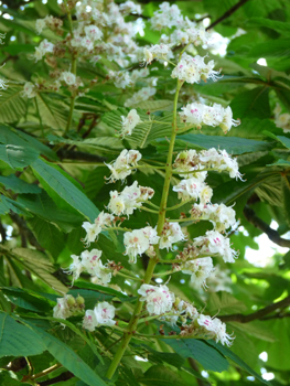 Fleurs de couleur blanche mais pouvant comporter du rose ou du jaune. Elles sont groupées en grappes dressées. Agrandir dans une nouvelle fenêtre (ou onglet)